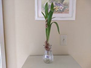 Ode to Aldi  House  Plants  ALDI  REVIEWER