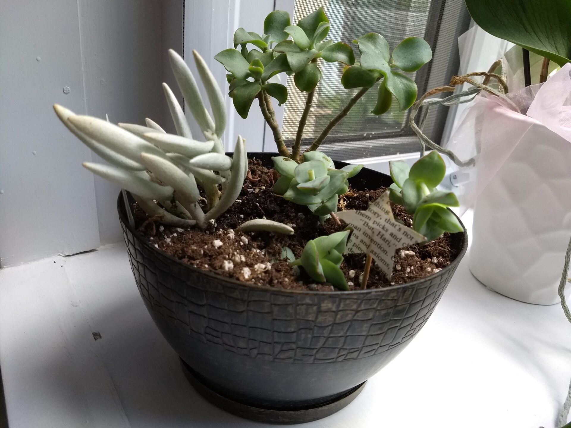 Ode to Aldi House Plants ALDI REVIEWER