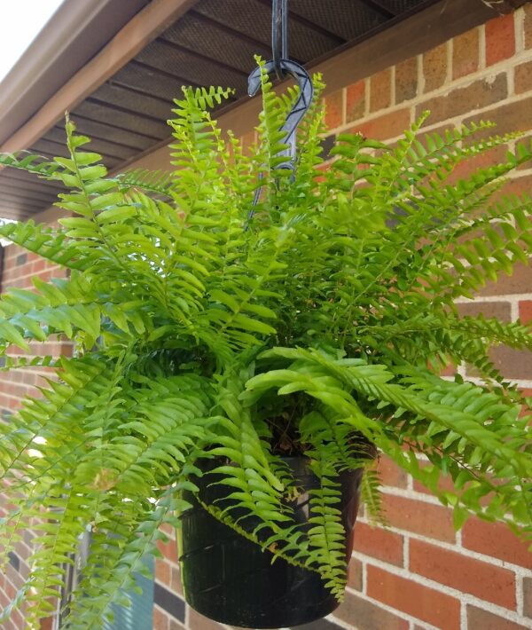 Aldi Boston Fern | Aldi Reviewer